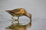 Short-billed Dowitcher (juvenile)