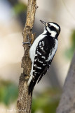 Hairy Woodpecker