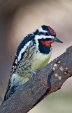 Yellow-bellied Sapsucker