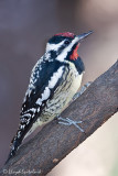 Yellow-bellied Sapsucker