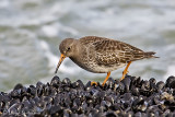 Purple Sandpiper (1st winter)