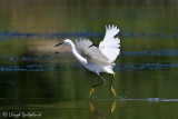 Snowy Egret