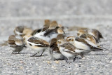 Snow Bunting
