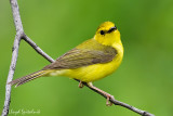 Hooded Warbler