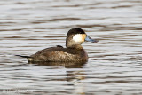 Ruddy Duck (male)