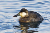 Ruddy Duck (male)