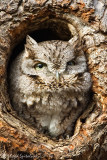 Eastern Screech-Owl