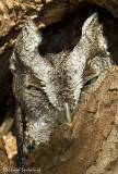 Eastern Screech-Owl
