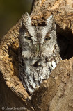 Eastern Screech-Owl