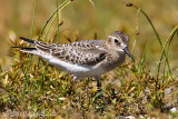 Bairds Sandpiper