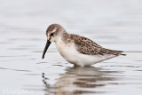Western Sandpiper