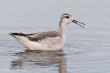 Wilsons Phalarope