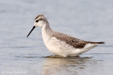 Wilsons Phalarope