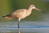 Marbled Godwit