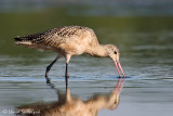 Marbled Godwit