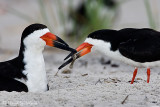 Black Skimmer