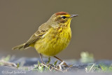 Palm Warbler