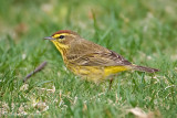 Palm Warbler