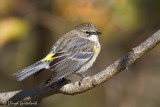 Yellow-rumped Warbler