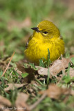 Pine Warbler