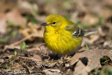 Pine Warbler