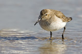 Dunlin