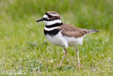 Killdeer