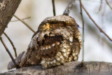 Eastern Whip-poor-will