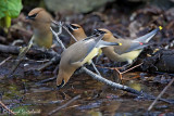 Cedar Waxwing