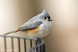 Tufted Titmouse