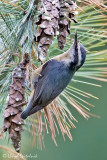 Red-breasted Nuthatch