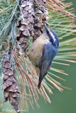 Red-breasted Nuthatch