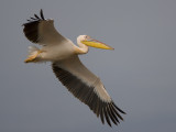 great white pelican <br> roze pelikaan <br> Pelecanus onocrotalus