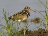 greater painted snipe <br><i>(Rostratula benghalensis, NL: goudsnip)