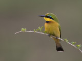 little bee-eater <br> dwergbijeneter <br> Merops pusillus