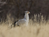 secretary bird <br> Sagittarius serpentarius