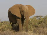 african elephant  <br> Loxodonta africana