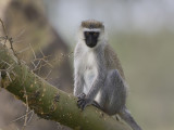 vervet monkey <br> Cercopithecus aethiops