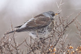 fieldfare <br> kramsvogel <br> Turdus pilaris