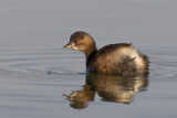 little grebe <br> dodaars <br> Tachybaptus ruficollis