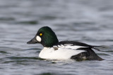 common goldeneye <br> brilduiker <br> Bucephala clangula