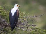 african fish eagle <br> afrikaanse zeearend <br> Haliaeetus vocifer