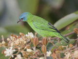 blue dacnis (female) <br> blauwe pitpit <br> Dacnis cayana