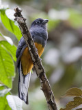 white-tailed trogon (fem.) <br> witstaarttrogon <br> Trogon viridis