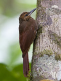 barred woodcreeper <br> gebandeerde muisspecht <br> Dendrocolaptes certhia