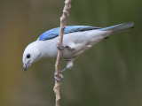 blue-grey tanager <br> bisschopstangare <br> Thraupis episcopus