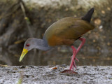 gray-necked wood-rail <br> Cayenne bosral <br> Aramides cajanea