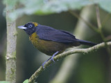 dusky-faced tanager <br> roetmasker-tangare <br> Mitrospingus cassinii