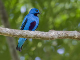 blue cotinga <br> zwartbuikcotinga <br> Cotinga nattererii