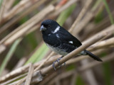 variable seedeater <br> bont dikbekje <br> Sporophila americana